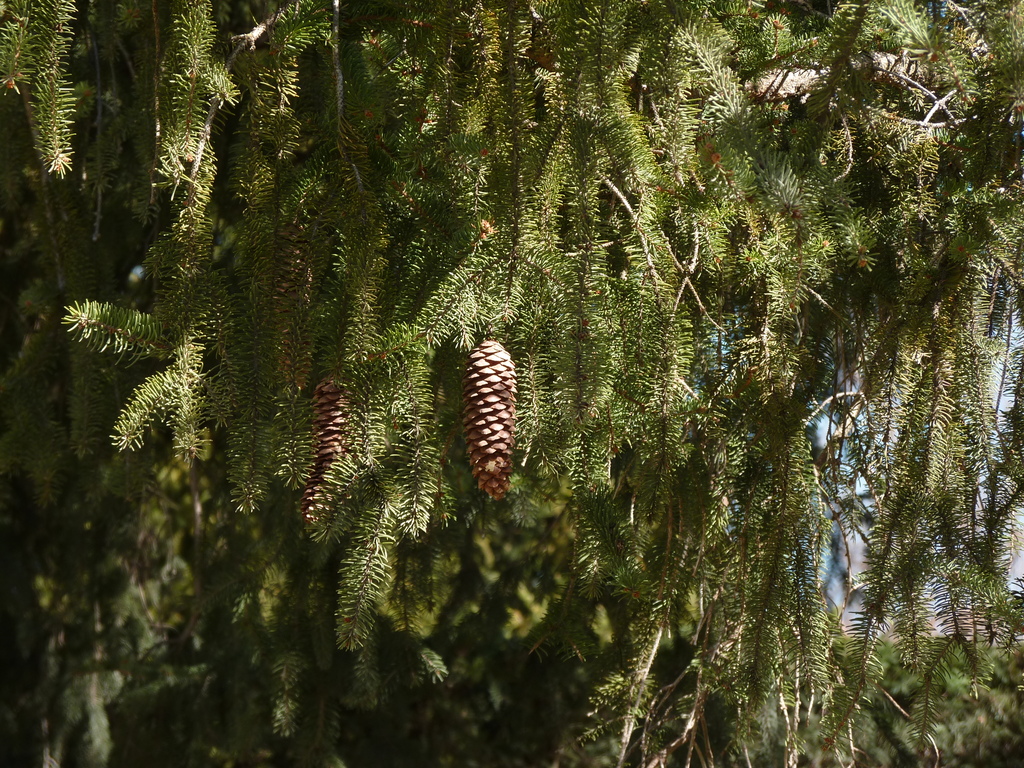 No s'ha trobat l'arxiu